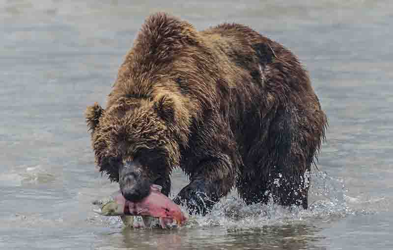 Oso Pardo - Kamchatka - Rusia 23.jpg